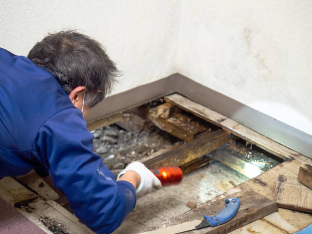 Best DIY Mold Remediation Support Services in Wingate, NC