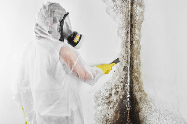 Reliable Wingate, NC Mold Remediation Solutions