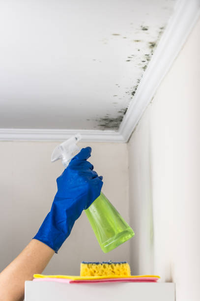 Best Residential Mold Remediation in Wingate, NC